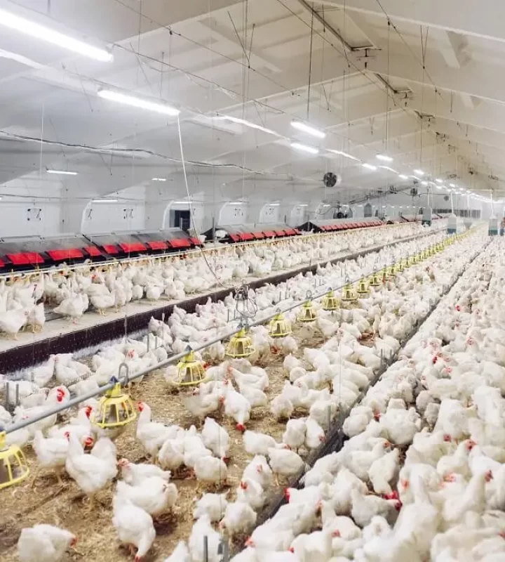About Us - Poultry Equipment - Poultry Farming Equipment Supplier ...